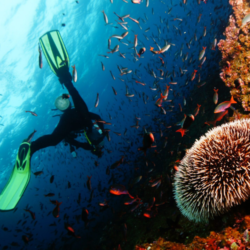Scuba Diving in Havelock Island