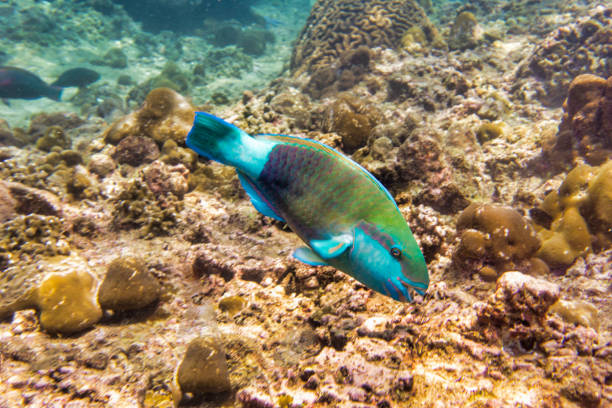 Sea turtle swimming near coral reefs in Andaman