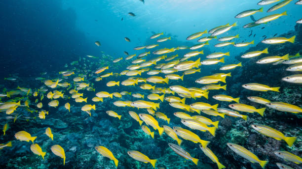 Colorful reef fish while snorkeling in Andaman Islands