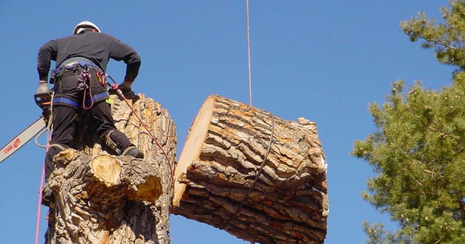 Tree Cutting Service in Andaman