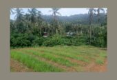 Coastal Land for Sale Near Chidiya Tapu Beach!